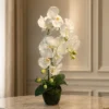 Orquídea 2 varas