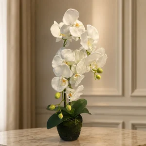 Orquídea 2 varas