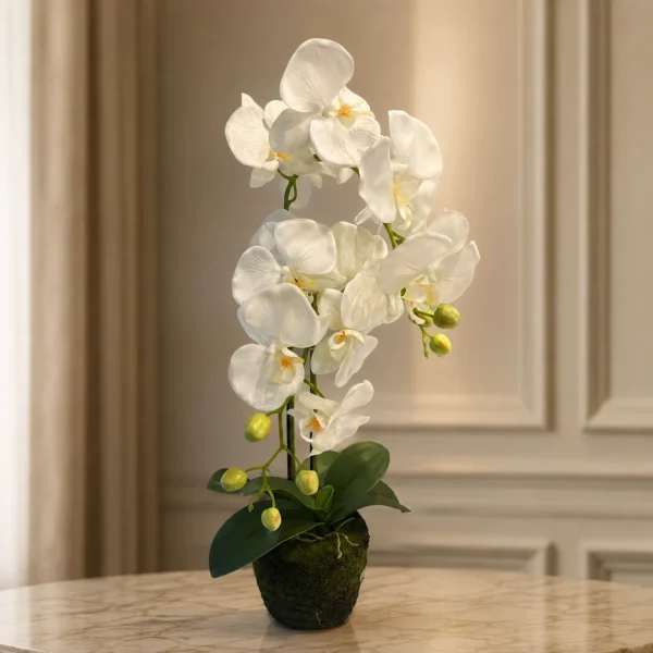Orquídea 2 varas