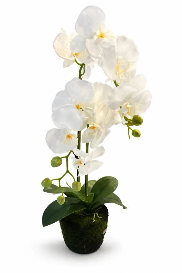 Orquídea 2 varas