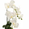 Orquídea 2 varas