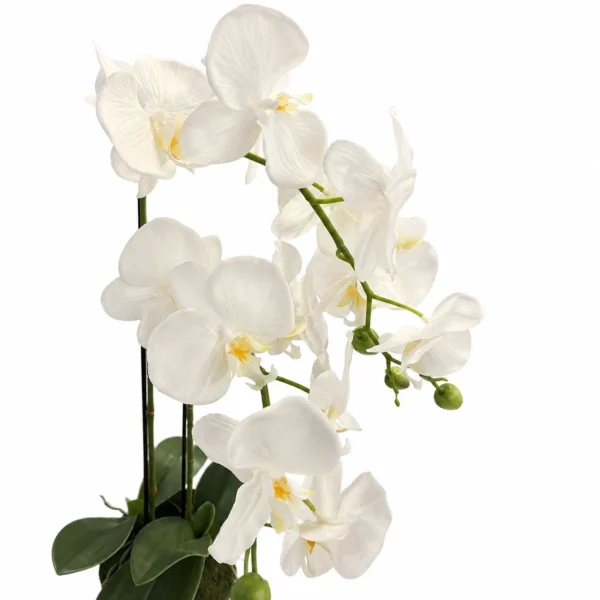 Orquídea 2 varas
