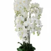 Orquídea 12 varas