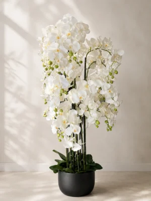 Orquídea 12 varas