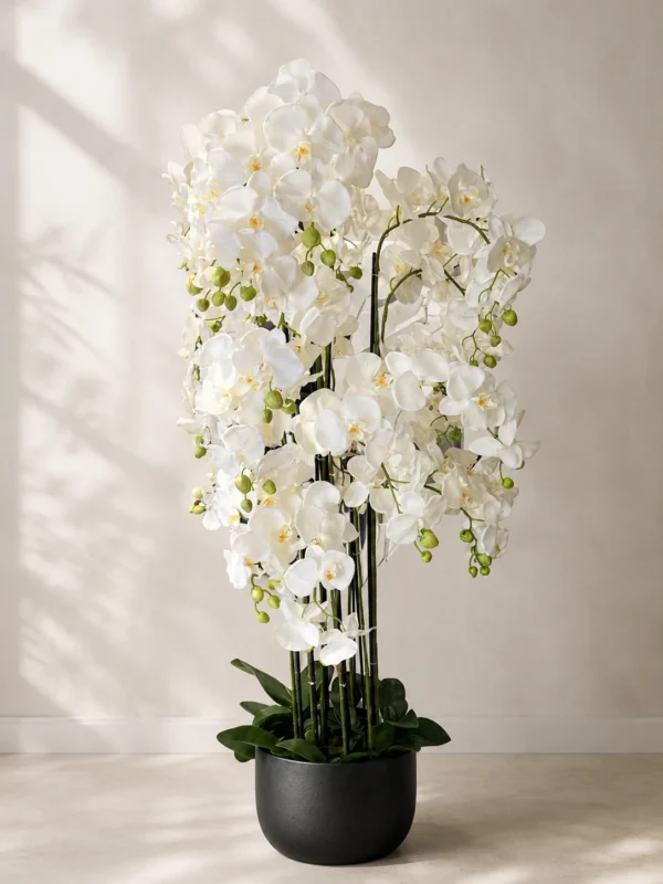 Orquídea 12 varas